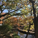 久々の吉祥寺。紅葉きれい