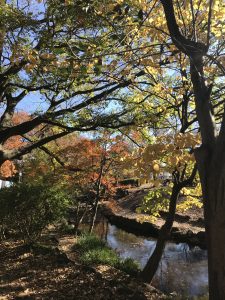 久々の吉祥寺。紅葉きれい