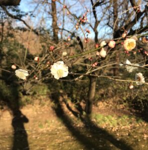 相模原公園の梅