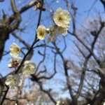 横浜公園の梅