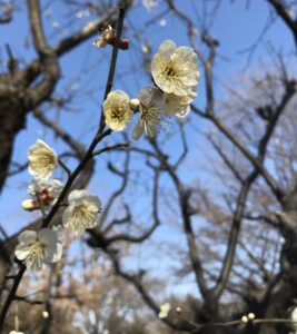 横浜公園の梅