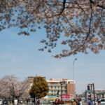 桜の屋根