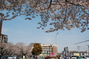 桜の屋根