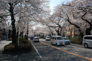 桜のトンネルを走る。