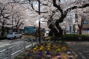 バスからは桜が近そう。