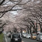 桜のトンネル