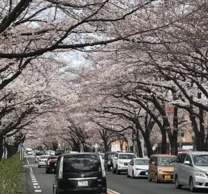 桜のトンネル