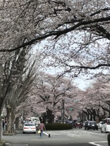 相模原市役所通り