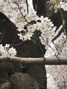 太い幹と細い幹