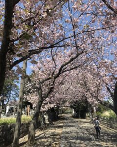 桜が満開！