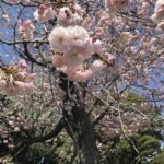 なに桜？ぼたん桜？