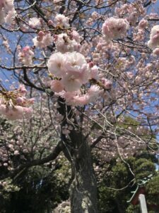 なに桜？ぼたん桜？