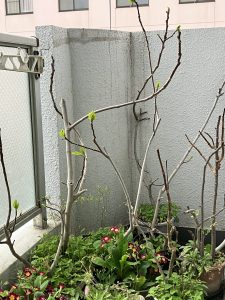 いちじくの芽吹き