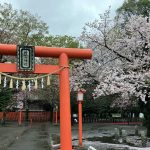 村富神社の桜