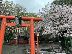 村富神社の桜