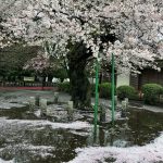 村富神社の桜の水まり