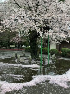 村富神社の桜の水まり