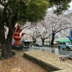 相模原大通りの桜