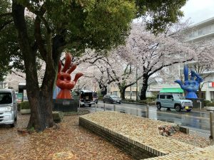 相模原大通りの桜