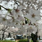 雨の桜