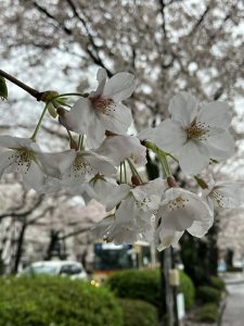 雨の桜