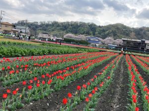 奥に桜が見えます