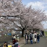 桜祭りもやってました