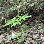 珍しい花、、名前不明