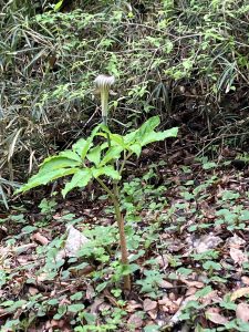 珍しい花、、名前不明