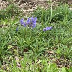 道々に春の花が