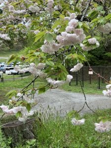 山にはまだ桜が残ってた