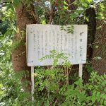 庭園には珍しい孔子木