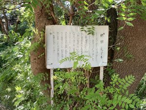 庭園には珍しい孔子木