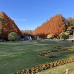 相模原公園のメタセコイヤ