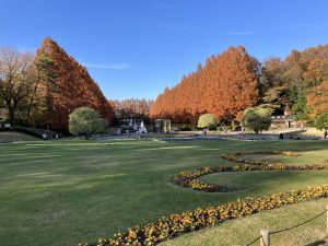 相模原公園のメタセコイヤ