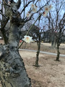 2月11日横山公園の梅