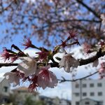 早咲きはちり桜