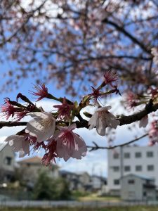 早咲きはちり桜