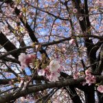 今年の初のお花見