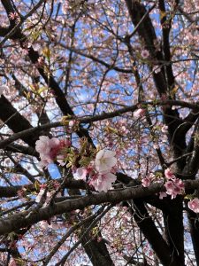 今年の初のお花見