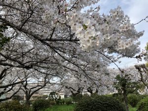 ピンクの桜