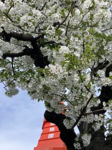 白色の桜もきれいです！