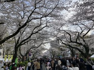 人と桜に溢れてました