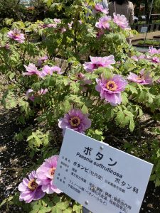 園内にはたくさんの薬草が植えられてました