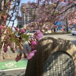 3月初め頃の市役所通りの河津桜