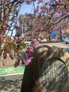3月初め頃の市役所通りの河津桜