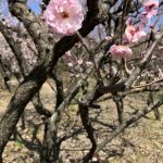 桜梅という梅