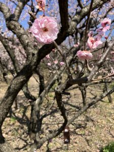 桜梅という梅
