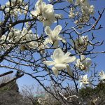 元気いっぱいのハクモクレン
