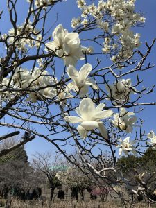 元気いっぱいのハクモクレン